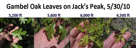 Oak leaves altitude