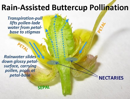 Buttercup Dissect Rain-Assist