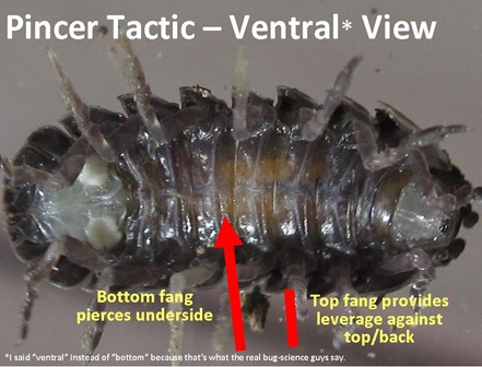 Pincer tactic view VENTRAL