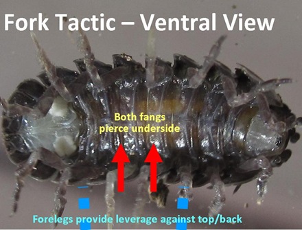 Fork tactic view VENTRAL