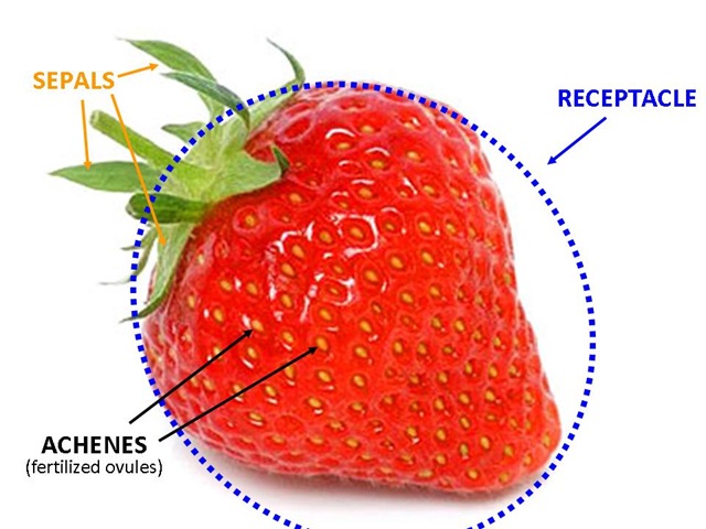 [Strawberry Parts[4].jpg]