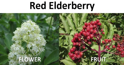 Red Elderberry compare
