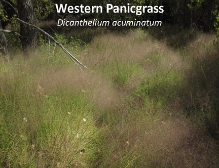 WPanicgrass caption