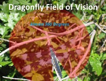 Dragonfly Field Vision[5]