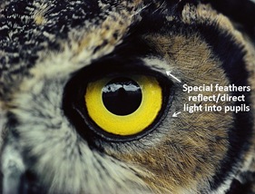Owl Eye caption