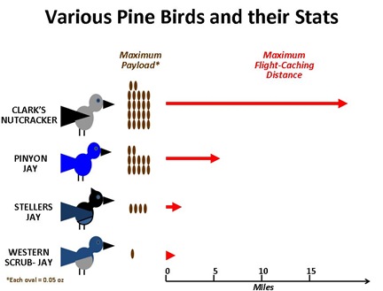 Pine Bird Stats