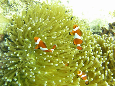 Nemo! Found several feet below sea level at Coral Reef Garden, Samal Island