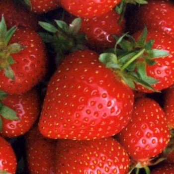 [strawberry (1)[90].jpg]