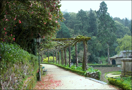 Buçaco - jardim do palácio - camélias, pergola 1