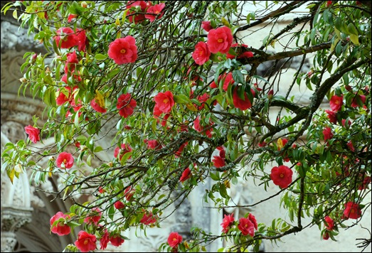 Buçaco - jardim do palácio - camélia vermelha 1
