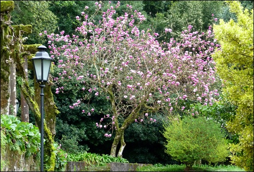 Buçaco - jardim do palácio - magnólia rosa 2