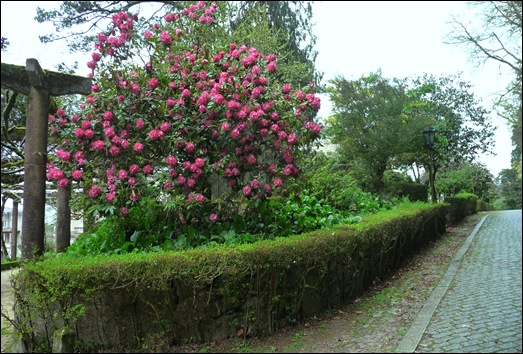 Buçaco - jardim do palácio - rodhodendron branco-rosa 1
