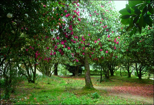 Buçaco - jardim do palácio - rododendro