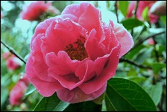 Buçaco - jardim do palácio - camelia rosa - flor