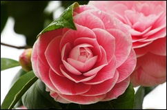 Buçaco - jardim do palácio - camelia roa - flor