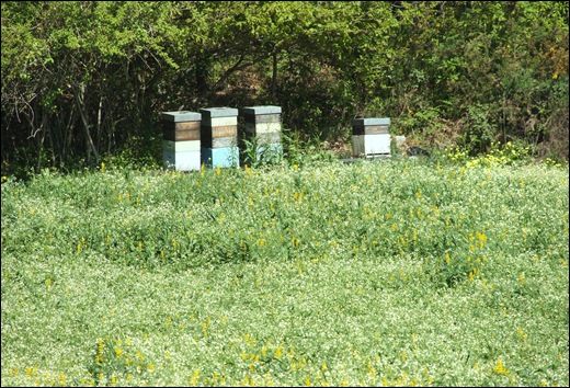 jardim serralves  - apicultura