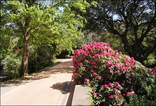 jardim serralves  - rododendron 2
