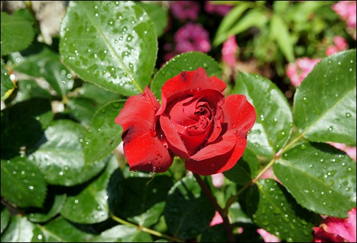 rosa vermelha 8 - Gloria Ishizaka