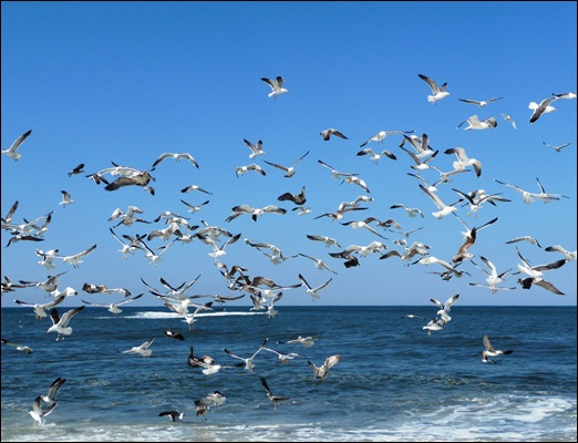 Praia de Mira - gaivotas 3