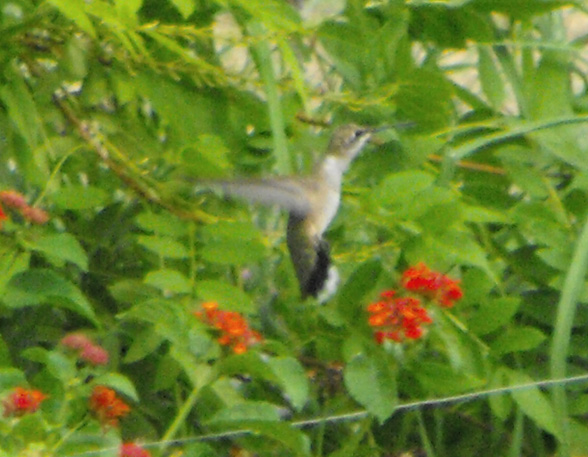 Broad-tailed Hummingbird (Female)