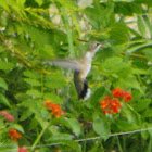 Broad-tailed Hummingbird (Female)
