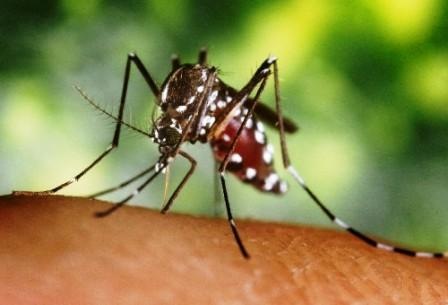 [Aedes Aegypti[3].jpg]