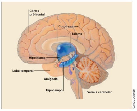 [Sistema limbico[5].jpg]