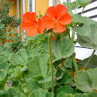 Yard flower
