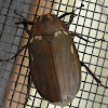 Brown  Beetle