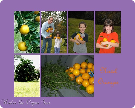 Navel Oranges jpg-004