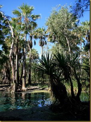 The bitter springs hot bath near Mataranka