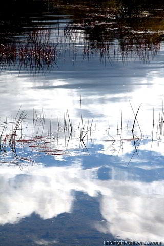 [Reeds in Lake Rotopounamu[6].jpg]