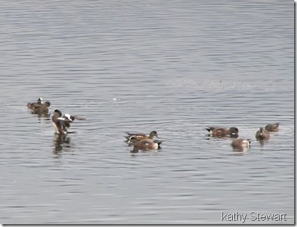 American Wigeon at the log bay