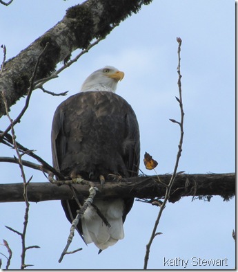 Bald Eagle