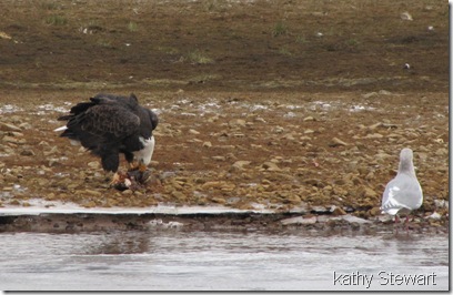 Eagle Eating