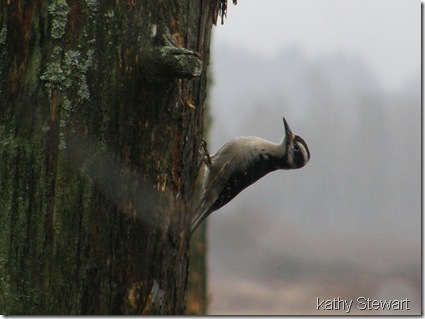 Hairy Woodpecker