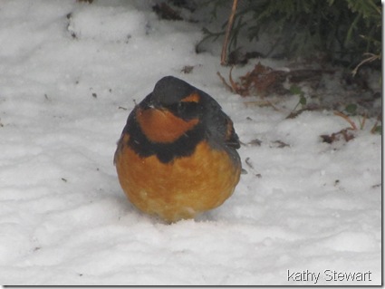 Varied Thrush