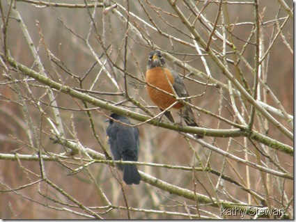 Robin and Red Wing Blackbird