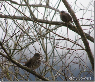 Pair of Fox Sparrows