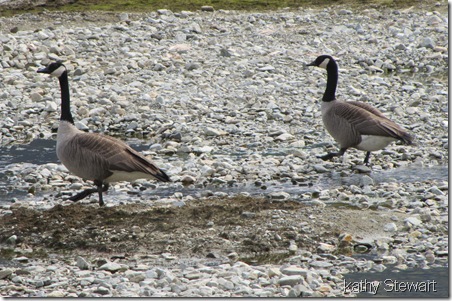 Goose pair