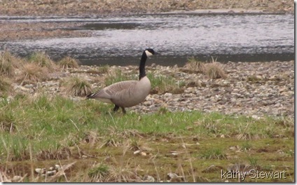 Canada Goose