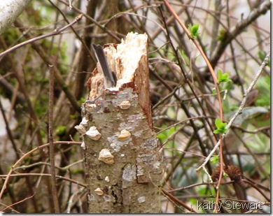 Chickadee nest site