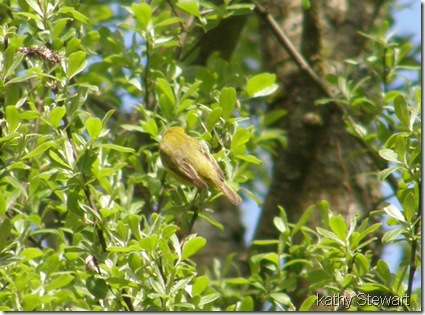 Orange Crowned Warbler