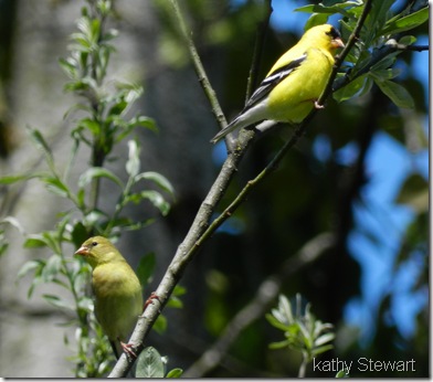 Pair of Goldfinch