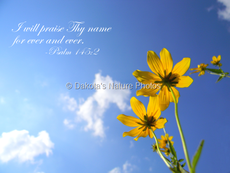 Yellow Flowers (With Scripture)