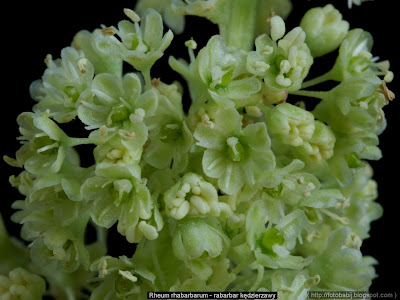 Rheum rhabarbarum flowers  - Rabarbar kędzierzawy kwiaty  