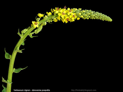 Verbascum nigrum inflorescence - Dziewanna pospolita kwiatostan