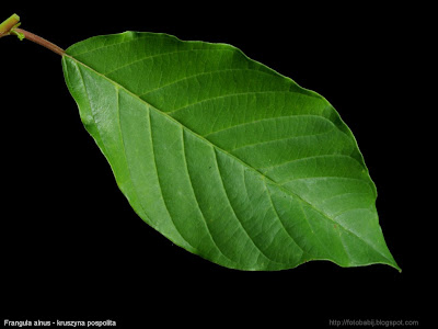 Frangula alnus leaf - Kruszyna pospolita liść