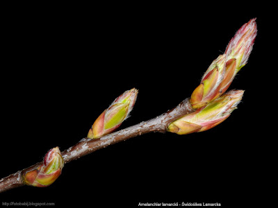 Amelanchier lamarckii - Świdośliwa Lamarcka