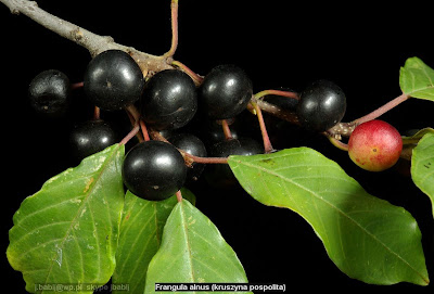 Frangula alnus fruit - Kruszyna pospolita owoce Frangula alnus fruit - Kruszyna pospolita owoce